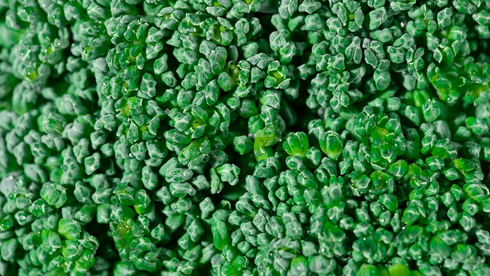 The #1 Food That's Secretly Killing You: Broccoli's Hidden Benefit